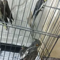 عروس هلندی|پرنده|باقرشهر, |دیوار