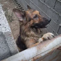 ژرمن شو لاین کینگ