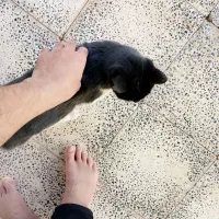 گربه خانگی|گربه|تربت‌حیدریه, بالا ولایت|دیوار