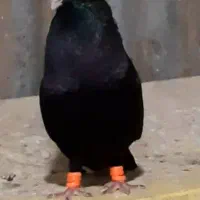 زاغ