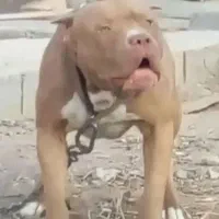 توله پیتبول با اصالت|سگ|اصفهان, کوی ولی عصر|دیوار