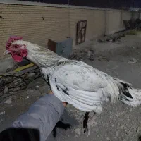 خروس نژاد گلین جوجه های امسال