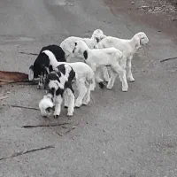 بره|حیوانات مزرعه|اهواز, زیتون کارمندی|دیوار