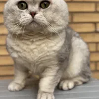 فروش تعدادی مولد اسکاتیش و بریتیش نر و ماده|گربه|اهواز, کیانپارس |دیوار