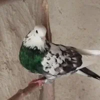 کبوتر پرشی|پرنده|اصفهان, سلطان‌آباد|دیوار