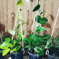 گل و گیاه طبیعی آپارتمانی|گل و گیاه طبیعی|مشهد, خواجه ربیع|دیوار