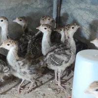 فروش جوجه بوقلمون برنز و محلی واکسن خورده|حیوانات مزرعه|آمل, |دیوار