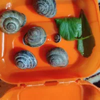 حلزون رایگان