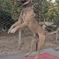 سگ سرابی نر|سگ|ماهدشت, |دیوار