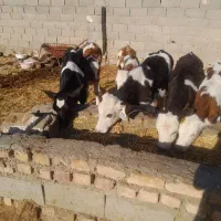 9راس گوساله فروشی|حیوانات مزرعه|طاغنکوه, |دیوار