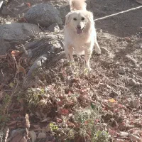 واگذاری سگ فیندو|سگ|سراب, |دیوار