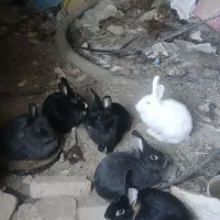 هفت عدد خرگوش همگی ماده|موش و خرگوش|پیشوا, |دیوار