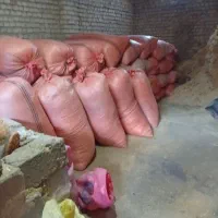 کاه گندم درجه یک