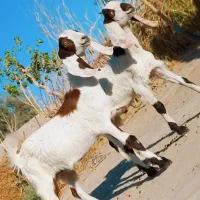 ه() دوتا کعره مری جملی یک نرویک ماده