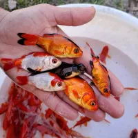 ماهی قرمز و تنگ کاشمر