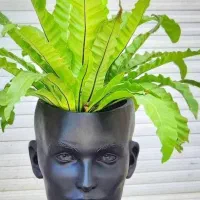 فروش گل بابا آدم با گلدون فقط یک تومن