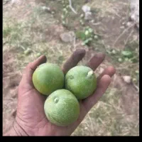 گردو تر و تازه