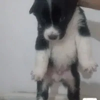 واگزاری چهار توله قهدرجانی