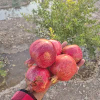 زمین باغی ۱۵۰۰متر