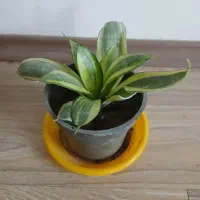 انجیری و پتوس و...|گل و گیاه طبیعی|مراغه, |دیوار