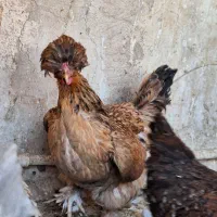 مرغ سلطان لهستانی تخم دوزرده|حیوانات مزرعه|تهران, وردآورد|دیوار