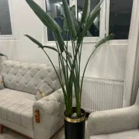 گل پرنده بهشتی