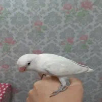 طوطی برزیلی گمشده