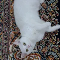 جفت برای گربه ماده سفید