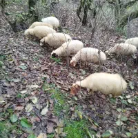 گوسفند آبستن سنگین