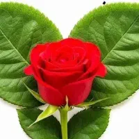 خانه-دارم-همخونه-نیاز-دارم