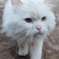 گربه پرشین نر|گربه|ارومیه, |دیوار