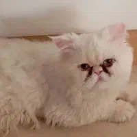 پرشین کت