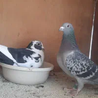 کبوتر برای جوجه بزرگ کردن