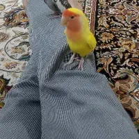 عروس کوتوله فرار کرده