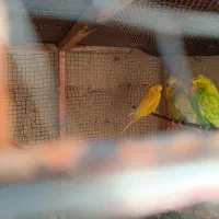 مرغ عشق انگلیسی A.عروس هلندی|پرنده|سیرجان, |دیوار