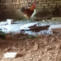 بوقلمون ماده سالم ومرغ و خروس دوستان|پرنده|سبزوار, ایزی شهر|دیوار
