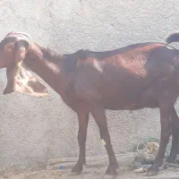 ۵ راس بز افغانی ۴ ماده ابستن ویک نر در سربندر|حیوانات مزرعه|بندر ماهشهر, |دیوار