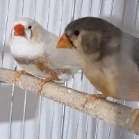 فروش فنچ کینگ|پرنده|بندرعباس, |دیوار