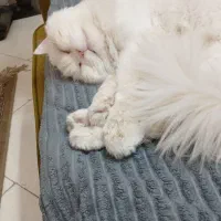 گربه پرشین فلت نر دم روباهی