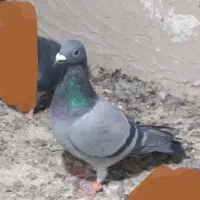 ماده سبز مسافتی از نسل گابی و وانرو