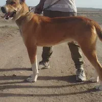 سگ ماده
