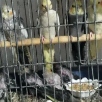 جوجه عروس هلندی