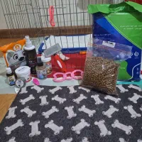 پامرنین خرسی ۷۰ روزه|سگ|کرج, باغستان|دیوار