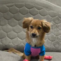 توله سگ ماده با نژاد ( شیتزو ـ تریر )