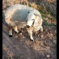 فروش تعدادی بره نر خوب و محلی