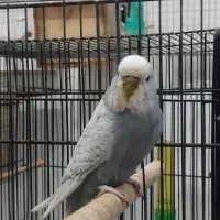 مرغ عشق ماده و جفت با جوجه