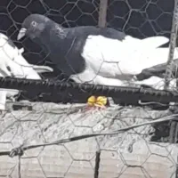 یهودی سیاه باخت کرده تاکستان