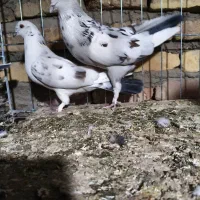 کبوتر|پرنده|سیرجان, |دیوار