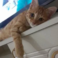 گربه|گربه|اردبیل, |دیوار