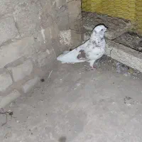 کفتر افغانی|پرنده|کاشان, گریه|دیوار